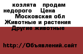 козлята,  продам  недорого  › Цена ­ 10 000 - Московская обл. Животные и растения » Другие животные   